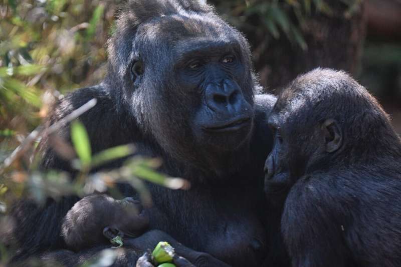 Western lowland gorillas are often illegally hunted for their meat