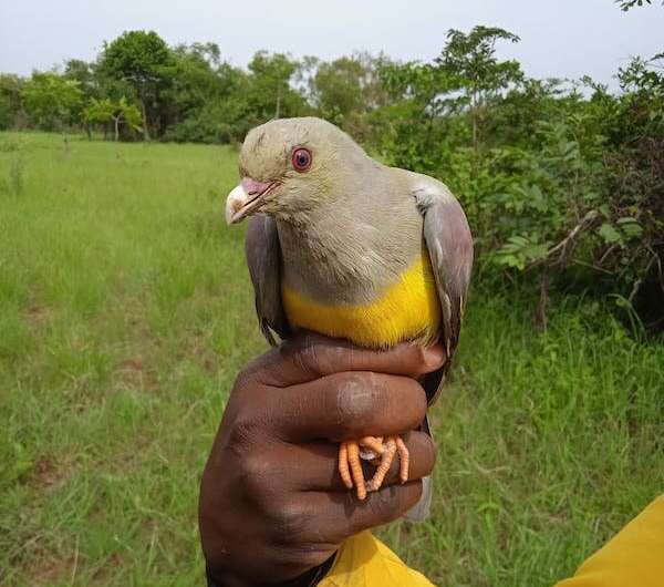 We've been tracking birds in a small Nigerian forest for 18 years. What we found and why it matters