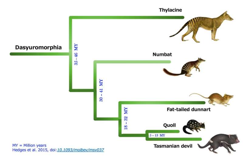 We've decoded the numbat genome – and it could bring the thylacine's resurrection a step closer
