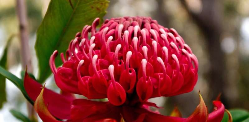 We've unveiled the waratah's genetic secrets, helping preserve this Australian icon for the future