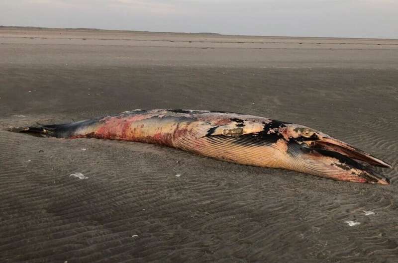 Whale carcass proves tasty snack for beetles