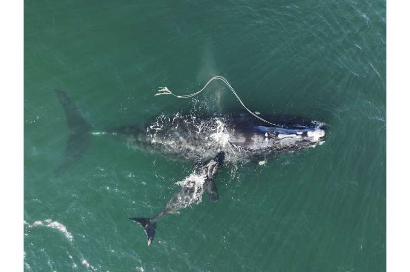 Whale entanglements drop, but remain major threat, feds say