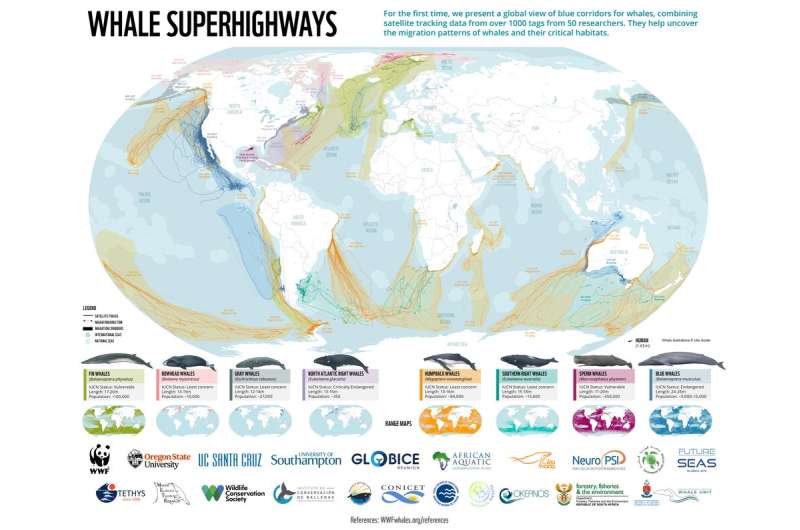 Whale migrations: how new UN treaty aims to protect species on the high seas