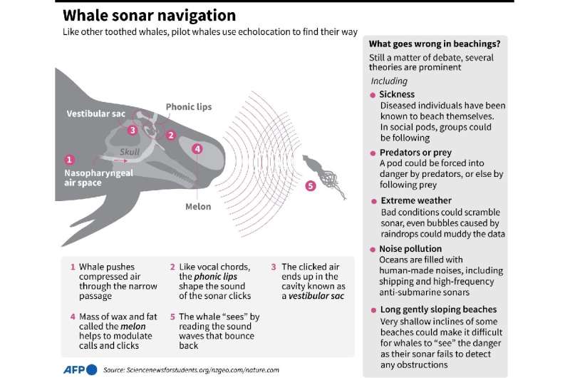 Whale sonar navigation