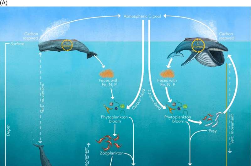 Whales could be a valuable carbon sink, say scientists