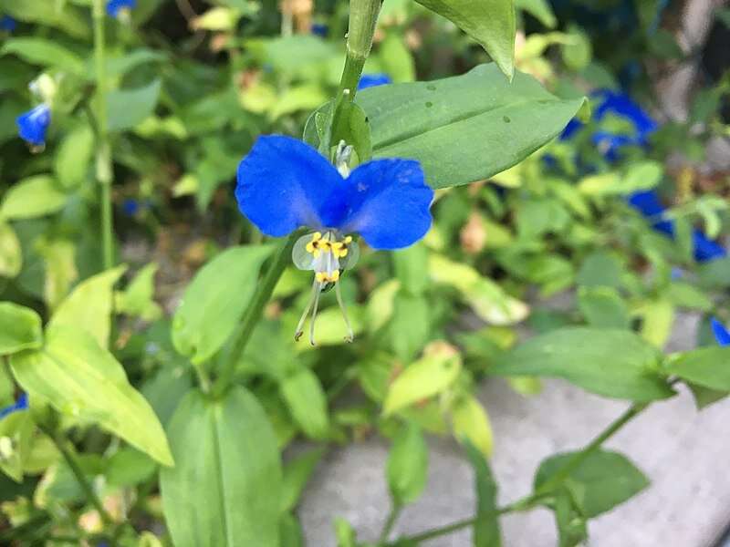 What a difference a dayflower makes