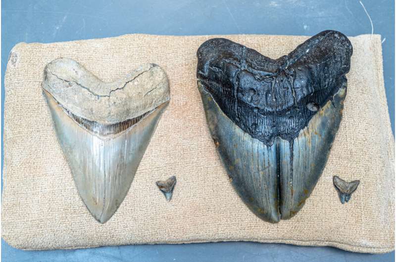 Was hat die massiven Zahnschmerzen dieses Megazahnhais verursacht?