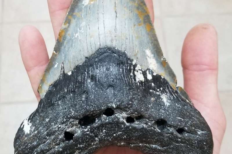 What did Megalodon eat? Anything it wanted — including other predators.