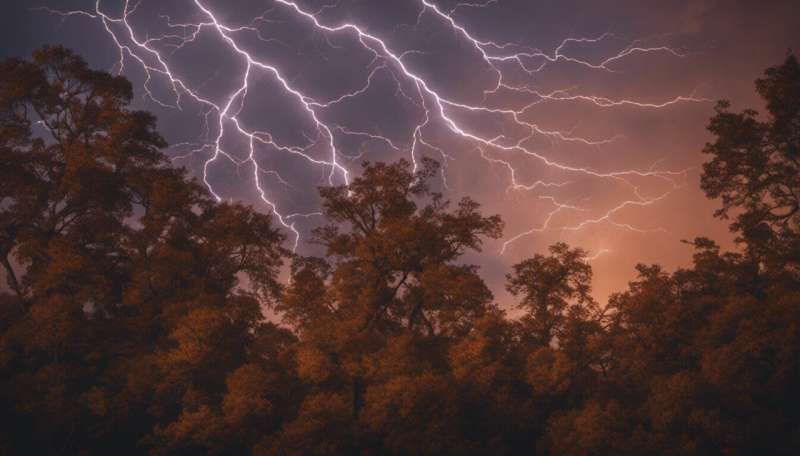 What does lightning actually do to a tree?