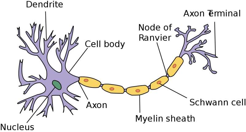 What does myelin actually do?