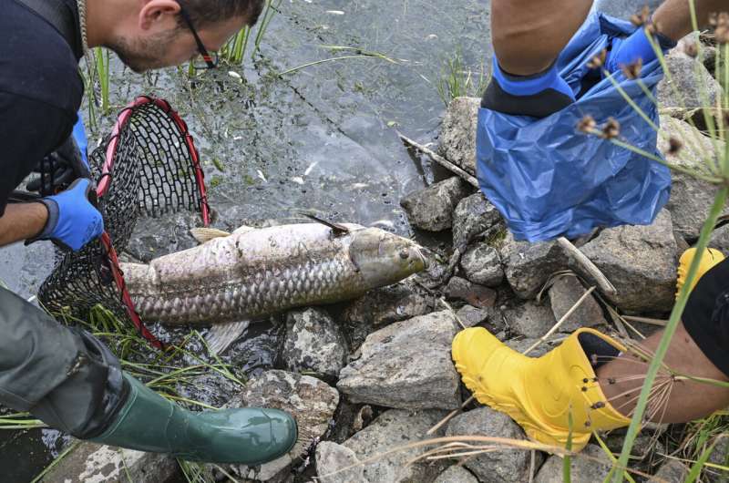 What killed tons of fish in European river? Mystery deepens