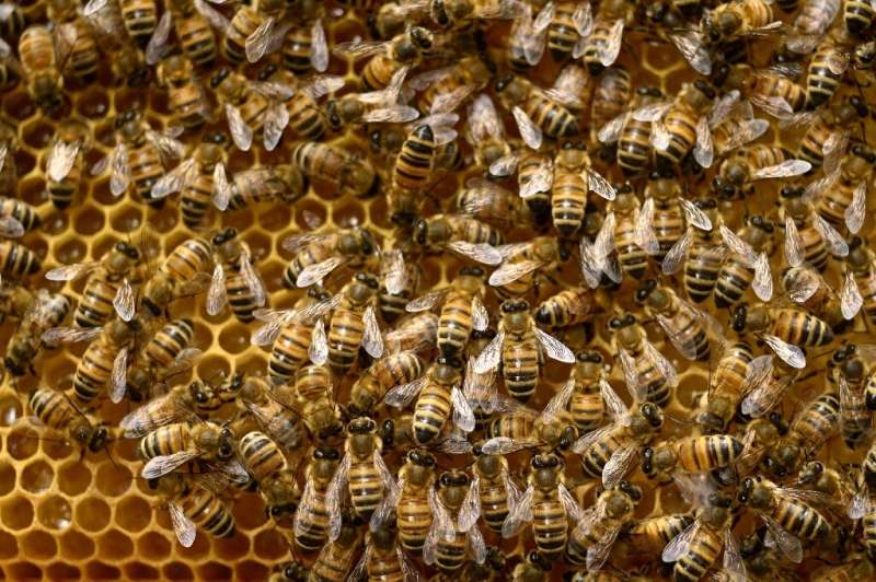 'What kills bees will one day damage people's health too,' warns French scientist Jean-Marc Bonmatin