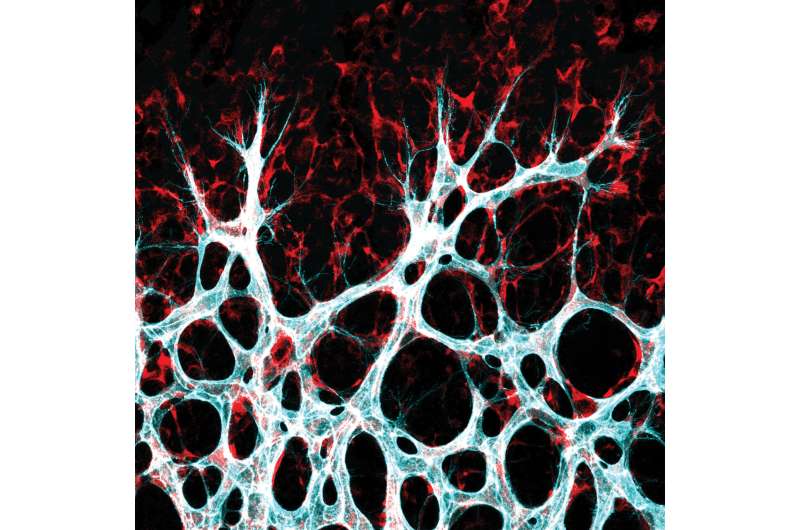 What makes blood vessels grow?