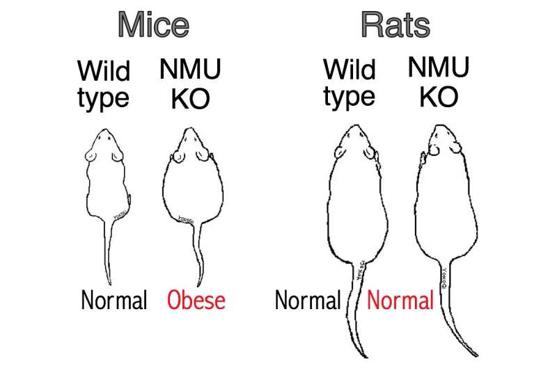 What makes mice fat, but not rats? Suppressing neuromedin U, study finds