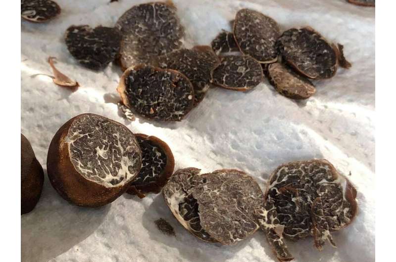 What makes the 'Appalachian truffle' taste and smell delicious
