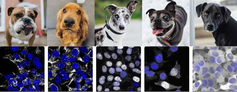 What new cell biology can AI reveal just by looking at images? A lot!