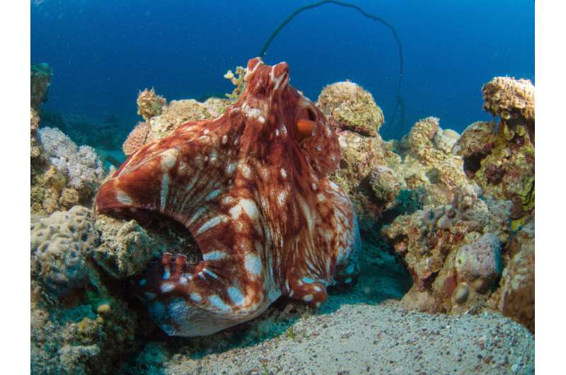 What octopus and human brain have in common