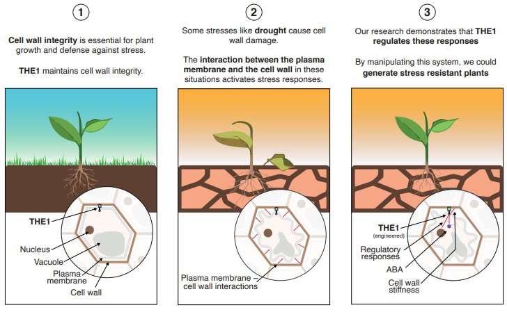 Qué necesitan las plantas para resistir la sequía