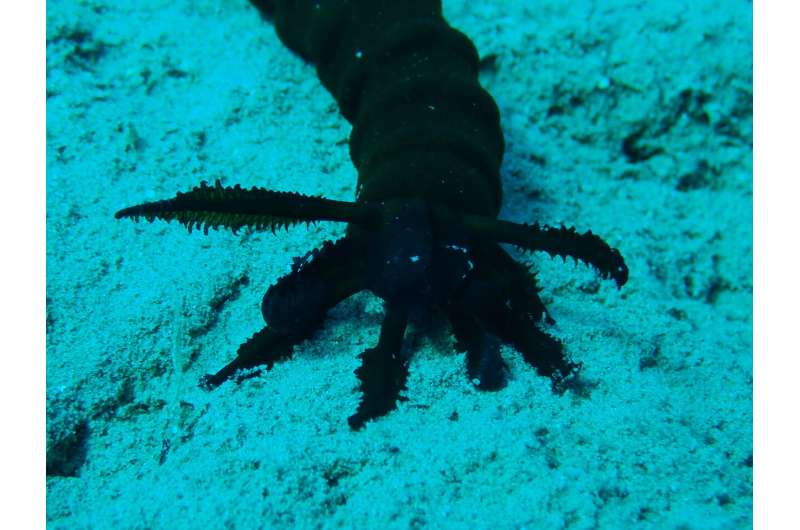 What sea cucumbers can teach us about self-defence