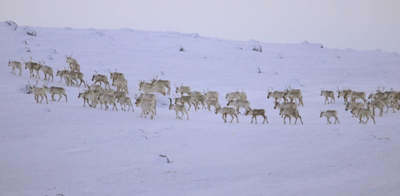 What the declining caribou populations, and total hunting ban, mean for Inuit communities in Labrador