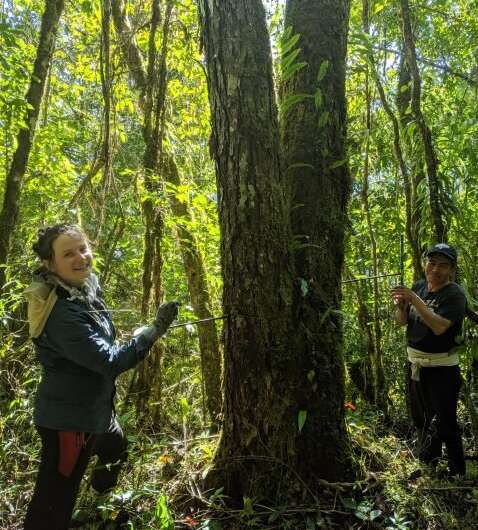 Lo que los árboles tropicales pueden enseñar sobre el medio ambiente