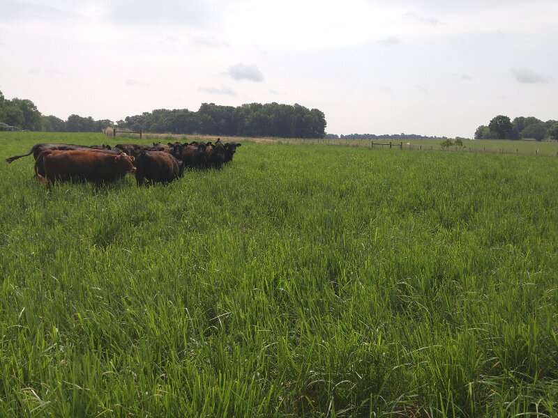 What type of grass is best for beef cattle?