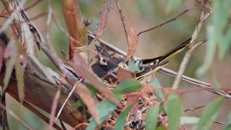 What will it take to save the regent honeyeater?