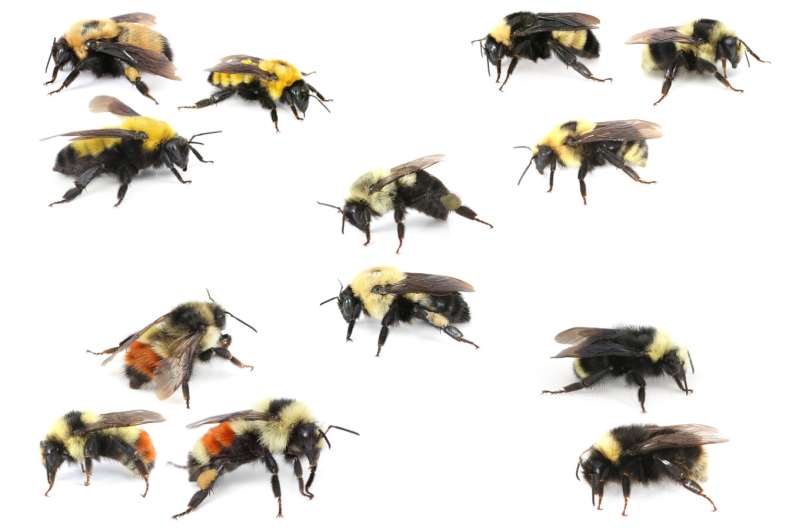 What you see: Scientists use human perception to define bumble bee mimicry