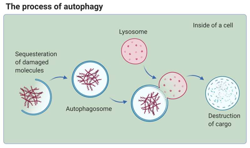 What's autophagy? It's the ultimate detox that doesn't yet live up to the hype