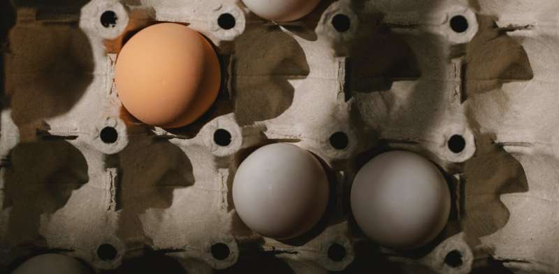 What's causing Australia's egg shortage? A shift to free-range and short winter days