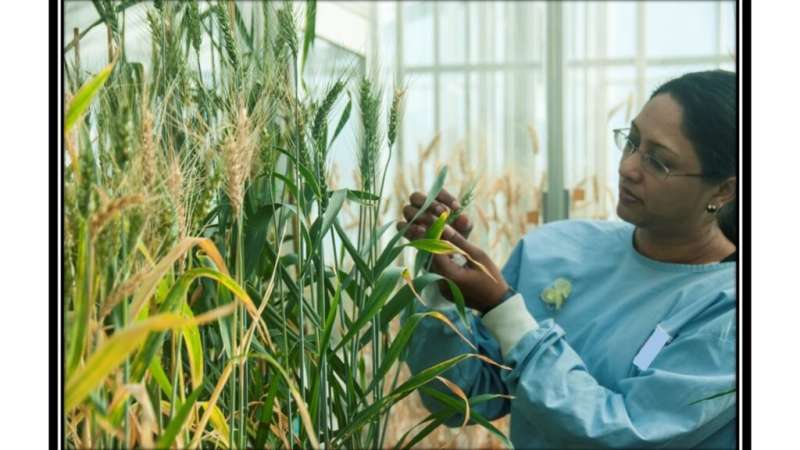 Wheat plants yield a mechanism to flourish
