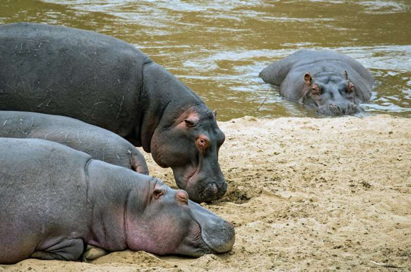 When hippos roamed, past temperatures were much higher