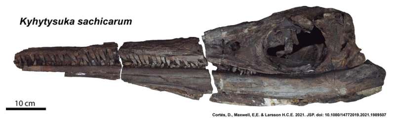 When two ecosystems collided, ichthyosaurs re-evolved the ability to consume large prey