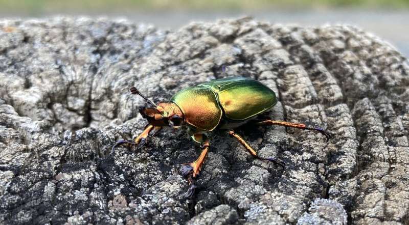 Where have all the Christmas beetles gone?