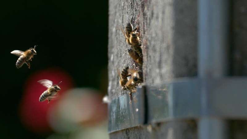 Where wild honeybees survive