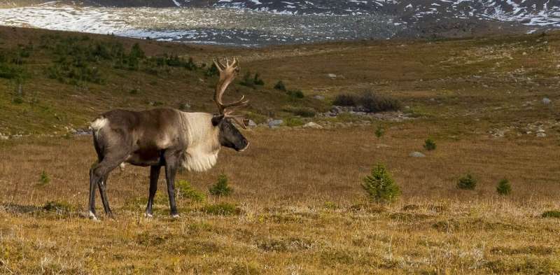 Whether caribou migrate or stay put is determined by genes that evolved in the last ice age