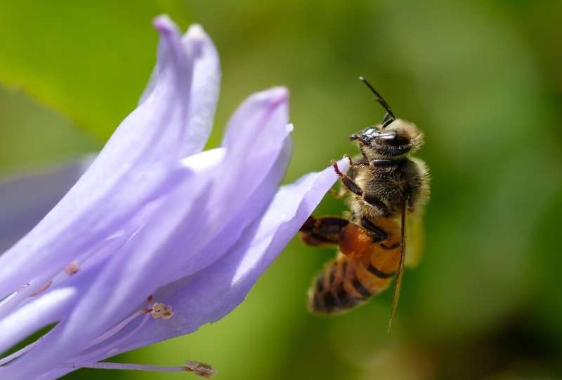 Which is the right direction? A study has found that bees organise number from left to right