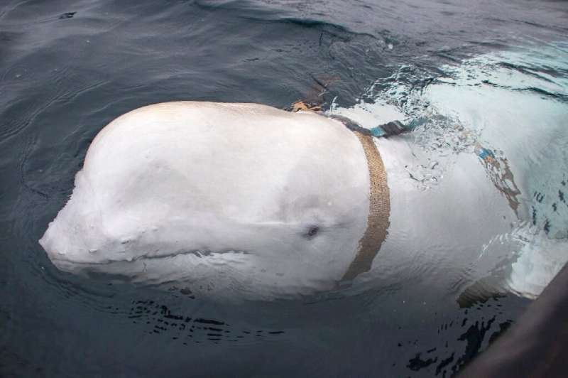While adult Belugas migrate away from the Arctic in the autumn to feed, they rarely venture so far south. File picture