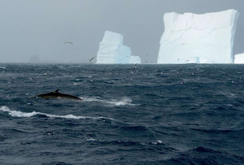 Si bien los científicos dicen que los números se han recuperado lentamente desde la prohibición de la caza de ballenas en 1976, ha habido pocos avistamientos de estos misteriosos