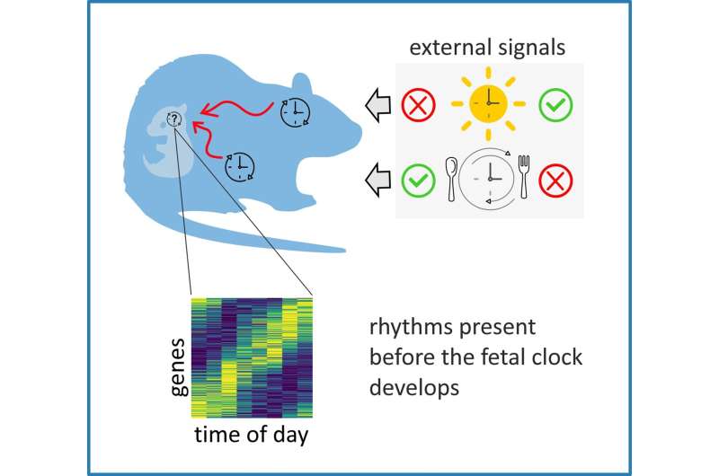 While the fetal clock develops, mom's behavior tells the time