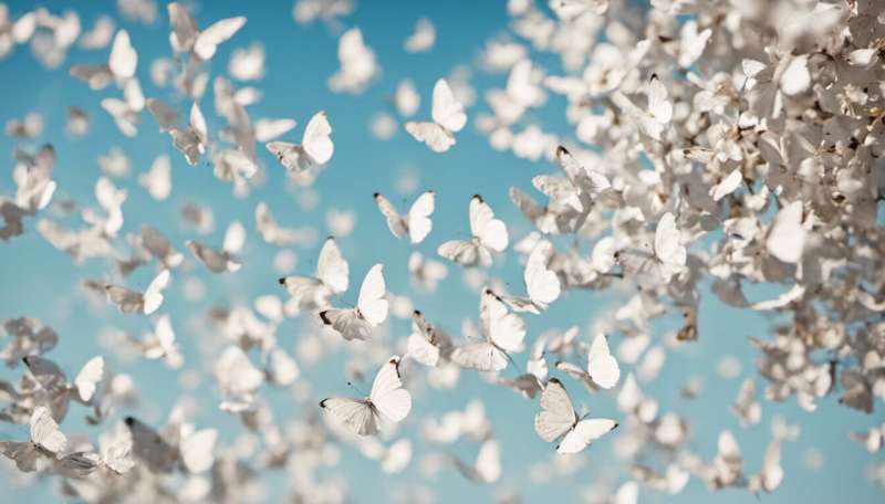 White butterflies are filling Johannesburg's skies earlier than usual. Climate change is to blame