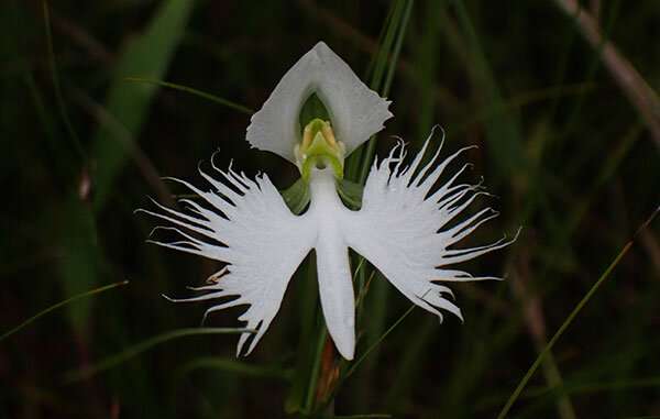 White egret orchid evolved frilly petal to support pollinator hawkmoth