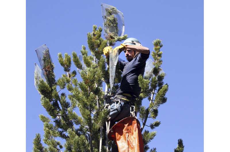 Whitebark pine that feeds grizzlies is threatened, US says