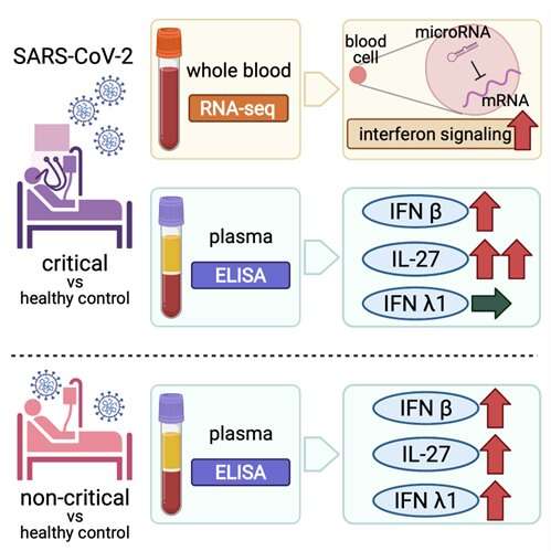 Whole blood RNA profiling of severe Covid cases