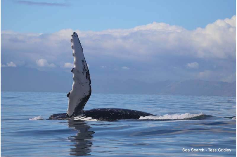 'Whup' and 'grumble' calls reveal secrets of humpback whales