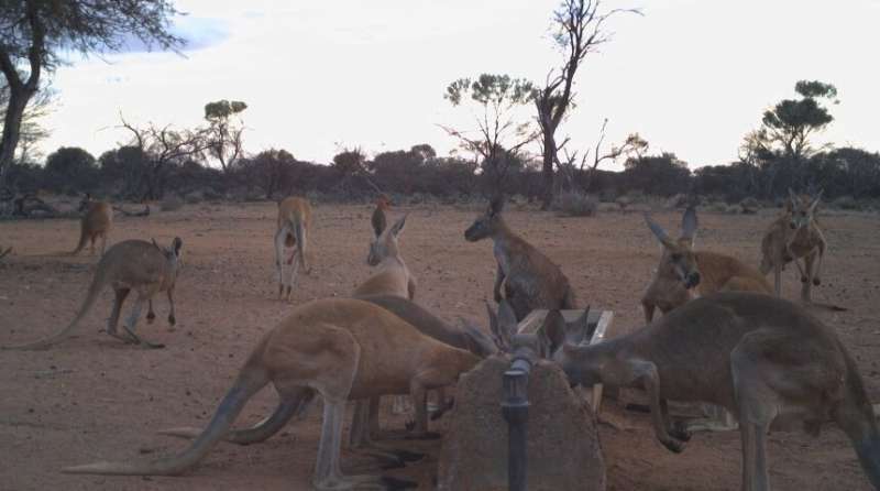 Why are kangaroo populations increasing in western Australia?