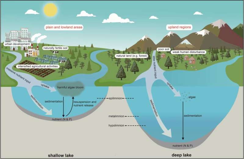 Why are shallow lakes prone to eutrophication?