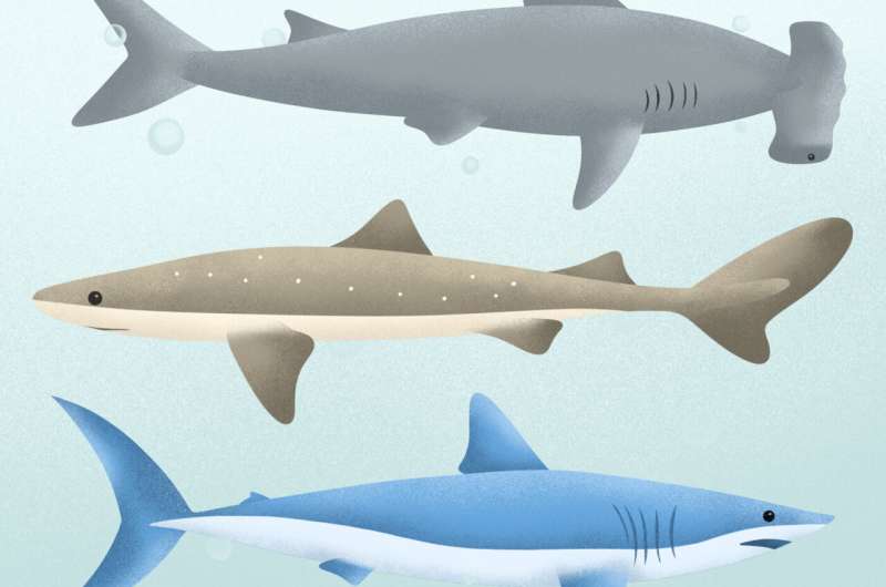 Why are we seeing so many sharks? When is it OK to hunt them?