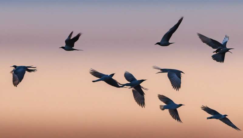 Why birds migrate vast distances – and how you can help during their breeding season