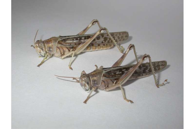Why do locusts form destructive swarms?